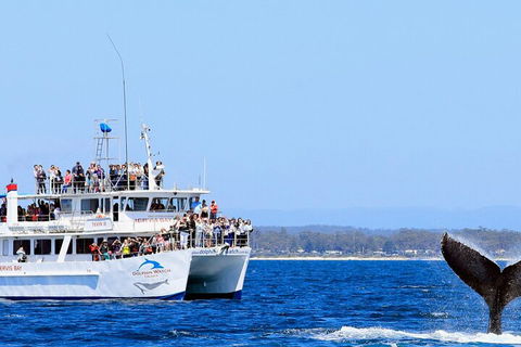 Whale Watching Jervis Bay - Holiday Great Ocean Road 4