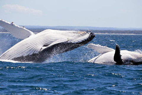 Whale Watching Jervis Bay - Holiday Great Ocean Road 5