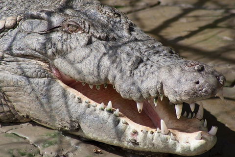 Whitsunday Crocodile Safari Including Lunch - Holiday Great Ocean Road 1