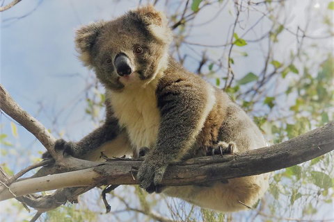 Kangaroo Island Scenic Trail Tour - Holiday Great Ocean Road 2