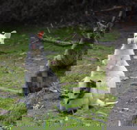 Full-Day Guided Bruny Island Tour from Hobart - Holiday Great Ocean Road