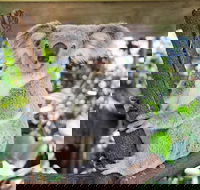 Cairns ZOOM and Wildlife Dome - Holiday Great Ocean Road