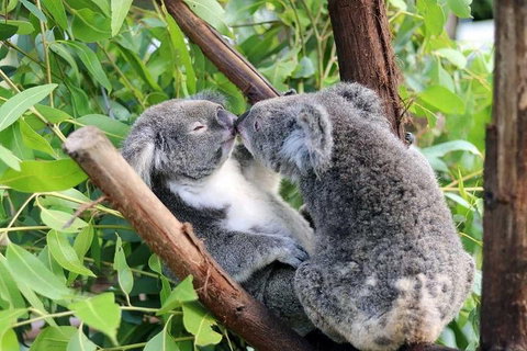 Classic Kuranda By Skyrail And Scenic Railway Including Rainforestation, Koala And Wildlife Park And Pamagirri Aboriginal Experi - Holiday Great Ocean Road 3