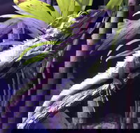 Cairns Aquarium Admission Ticket - Holiday Great Ocean Road