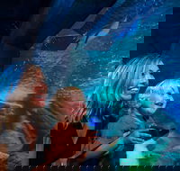 SEA LIFE Sunshine Coast Aquarium Entrance Ticket - Holiday Great Ocean Road