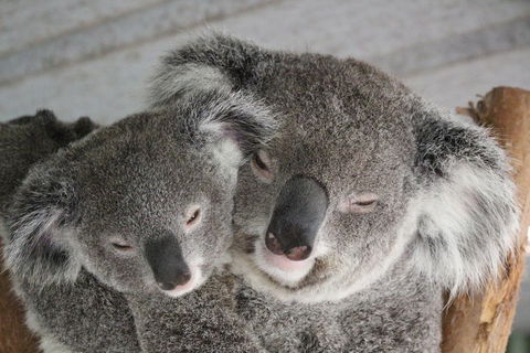 Featherdale Wildlife Park General Admission - Holiday Great Ocean Road 4