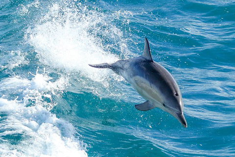 Wilsons Promontory Full Day Cruise - Holiday Great Ocean Road 1