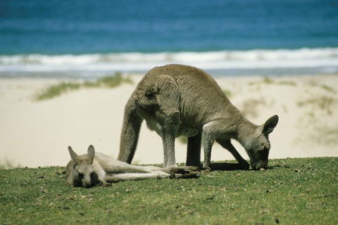 Great Ocean Road Highlights Tour - 2 Days, 1 Night - Holiday Great Ocean Road 2
